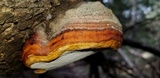 Fomitopsis schrenkii image