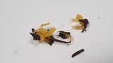 Calocera cornea image