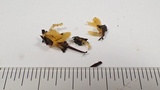 Calocera cornea image