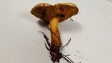 Suillus tomentosus image