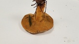Suillus tomentosus image