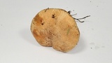 Suillus tomentosus image