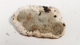 Kretzschmaria deusta image