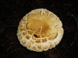 Russula compacta image