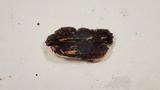 Kretzschmaria deusta image