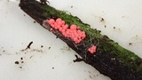 Arcyria ferruginea image