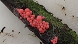 Arcyria ferruginea image