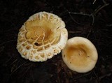 Russula compacta image