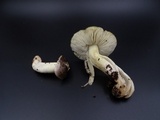 Tricholoma portentosum image
