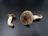 Tricholoma portentosum image