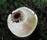 Russula compacta image