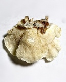 Poronidulus conchifer image
