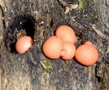 Lycogala epidendrum image