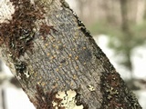 Caloplaca pyracea image