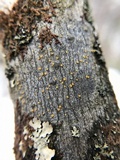 Caloplaca pyracea image