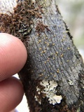 Caloplaca pyracea image