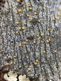 Caloplaca pyracea image