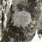 Lecanora imshaugii image