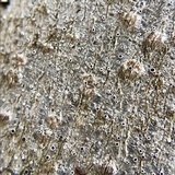 Lecanora imshaugii image