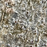 Lecanora imshaugii image