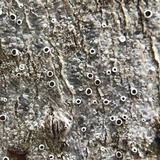 Lecanora imshaugii image