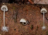 Mycena subcana image