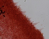 Mycena subcana image