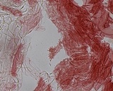 Mycena subcana image