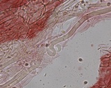 Mycena subcana image