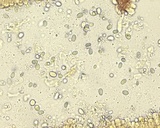 Mycena subcana image