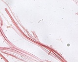 Mycena subcana image