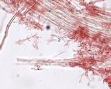 Mycena subcana image