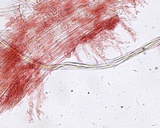 Mycena subcana image