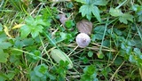 Inocybe lilacina image