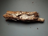 Sphaerobasidium minutum image