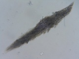 Steccherinum ochraceum image