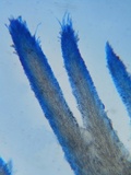 Steccherinum ochraceum image
