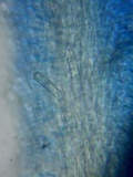 Steccherinum ochraceum image
