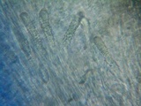 Steccherinum ochraceum image