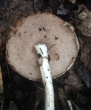 Fistulinella gloeocarpa image