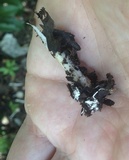 Fistulinella gloeocarpa image