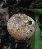 Fistulinella gloeocarpa image
