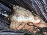 Trametopsis cervina image