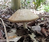 Fistulinella gloeocarpa image