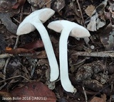 Fistulinella gloeocarpa image