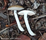 Fistulinella gloeocarpa image
