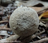 Fistulinella gloeocarpa image
