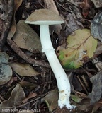 Fistulinella gloeocarpa image