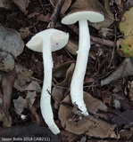 Fistulinella gloeocarpa image