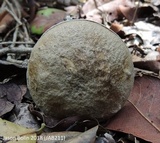 Fistulinella gloeocarpa image